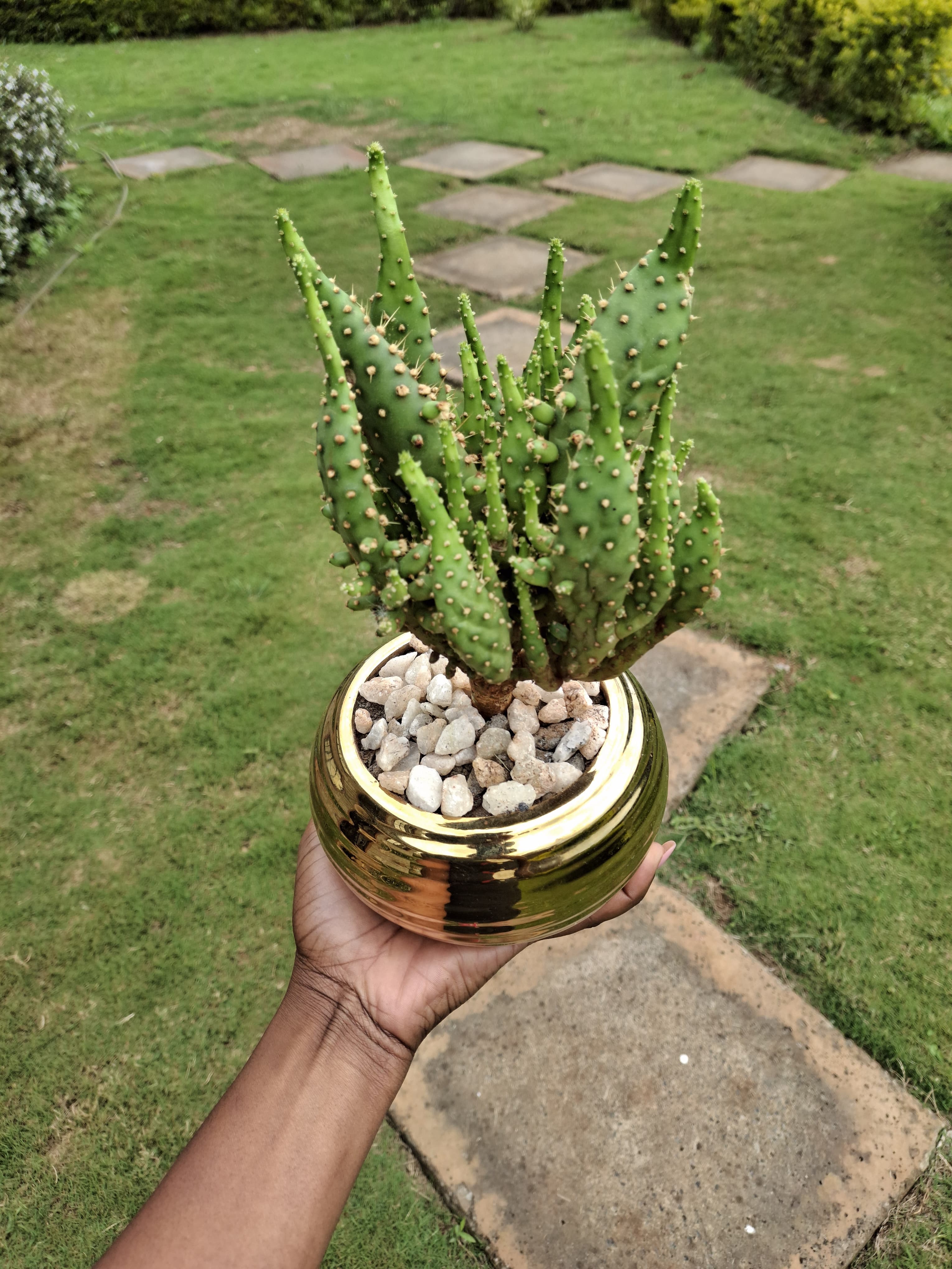 Potted Live Cactus Plant