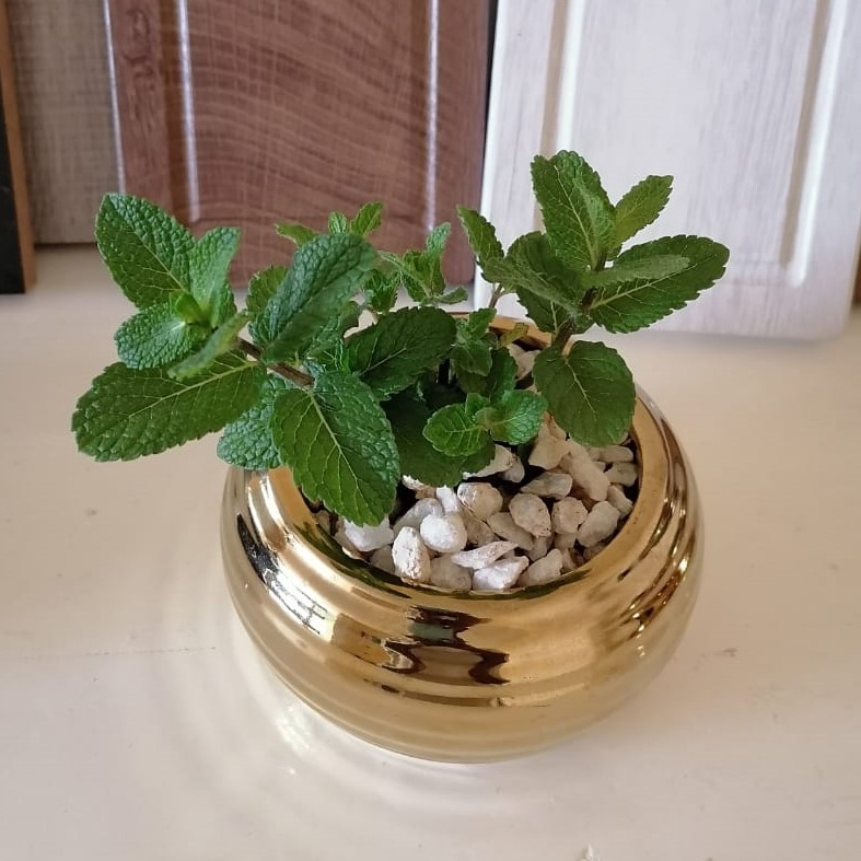 Potted Mint Plant