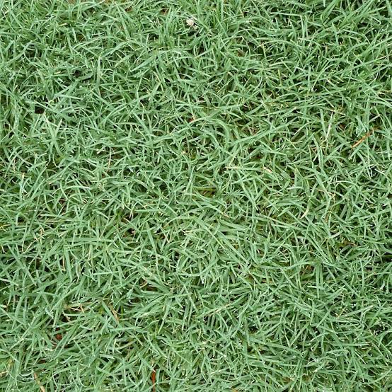 Bermuda Grass