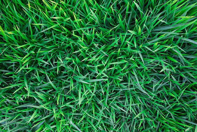 Kikuyu Grass