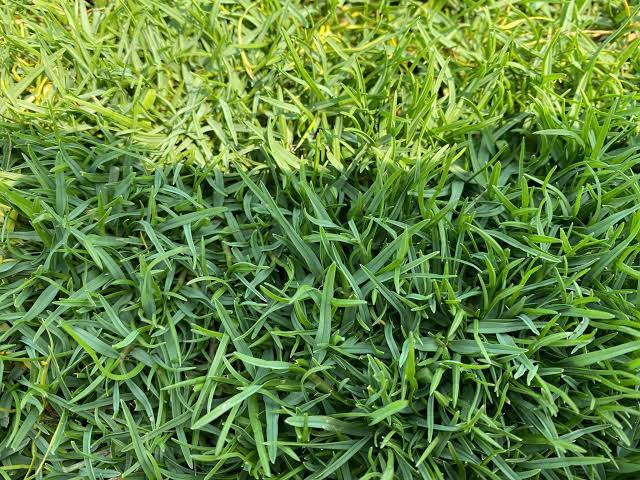 Paspalum Grass