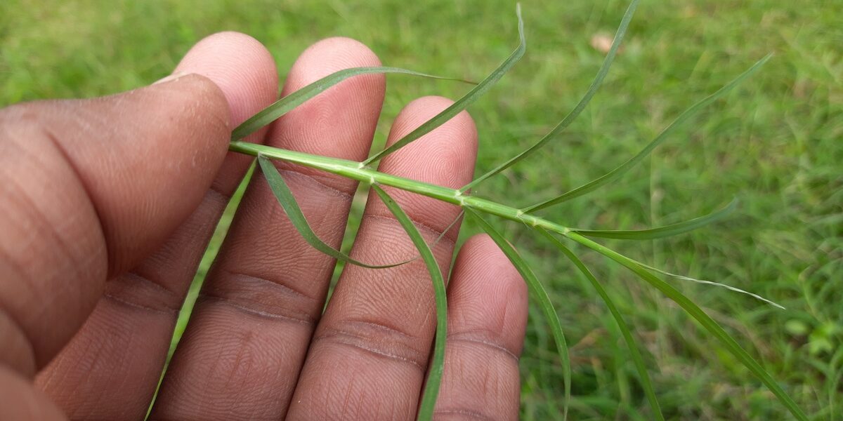The Great Bermuda Grass Debate: Is It the Savior of East African Lawns or a Green Menace?