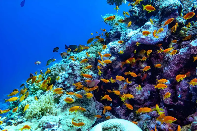 red sea diving saudi