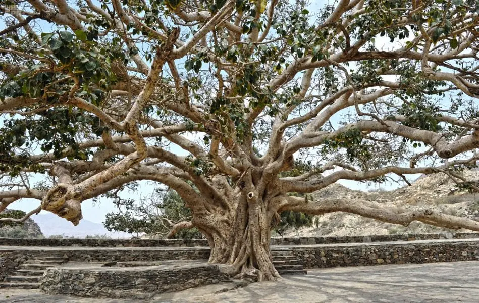 Asir Switzerland of Arabia