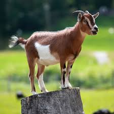 Small Goat