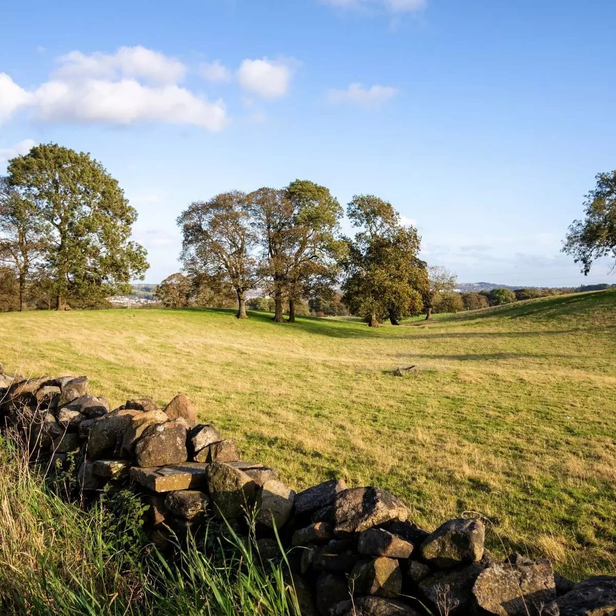 Ladywell Coppice image