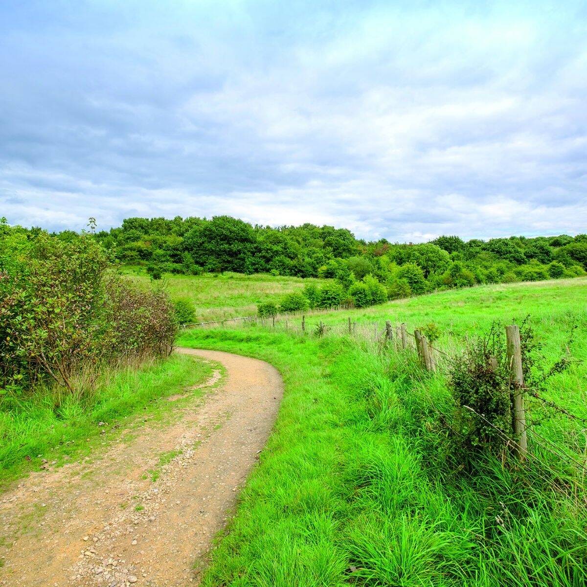Ladywell Coppice image