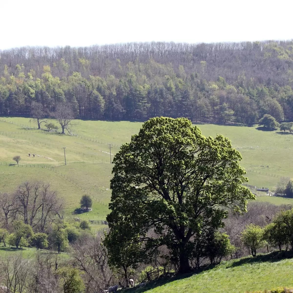Carnegie Quarter image