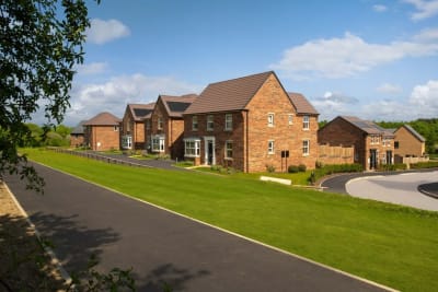 Bluebell Meadows image