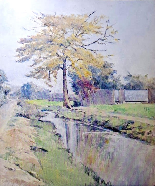 Trees and Village Nullah
