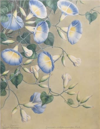 Three botanical water colours