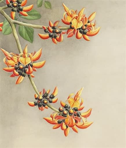 Botanical study, Butea frondosa roxb