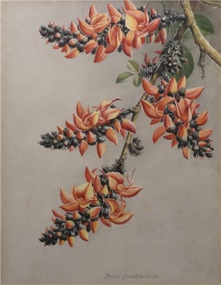 Three botanical water colours