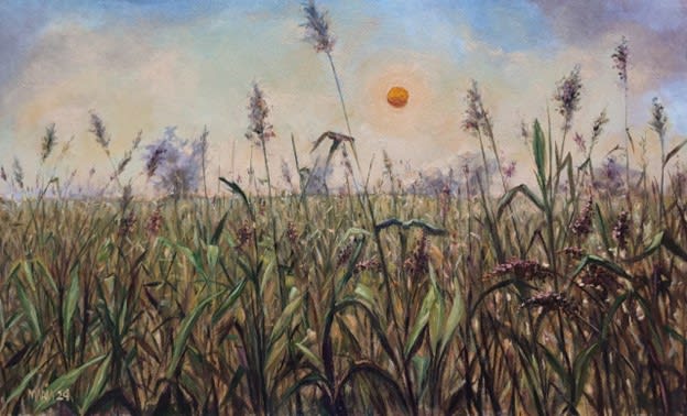 Millet field in Autumn