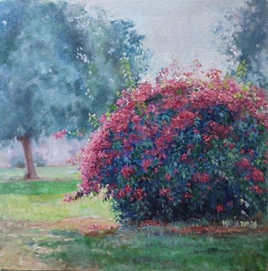 Bougainvillea lore