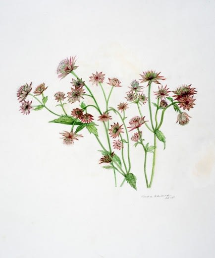 Astrantia