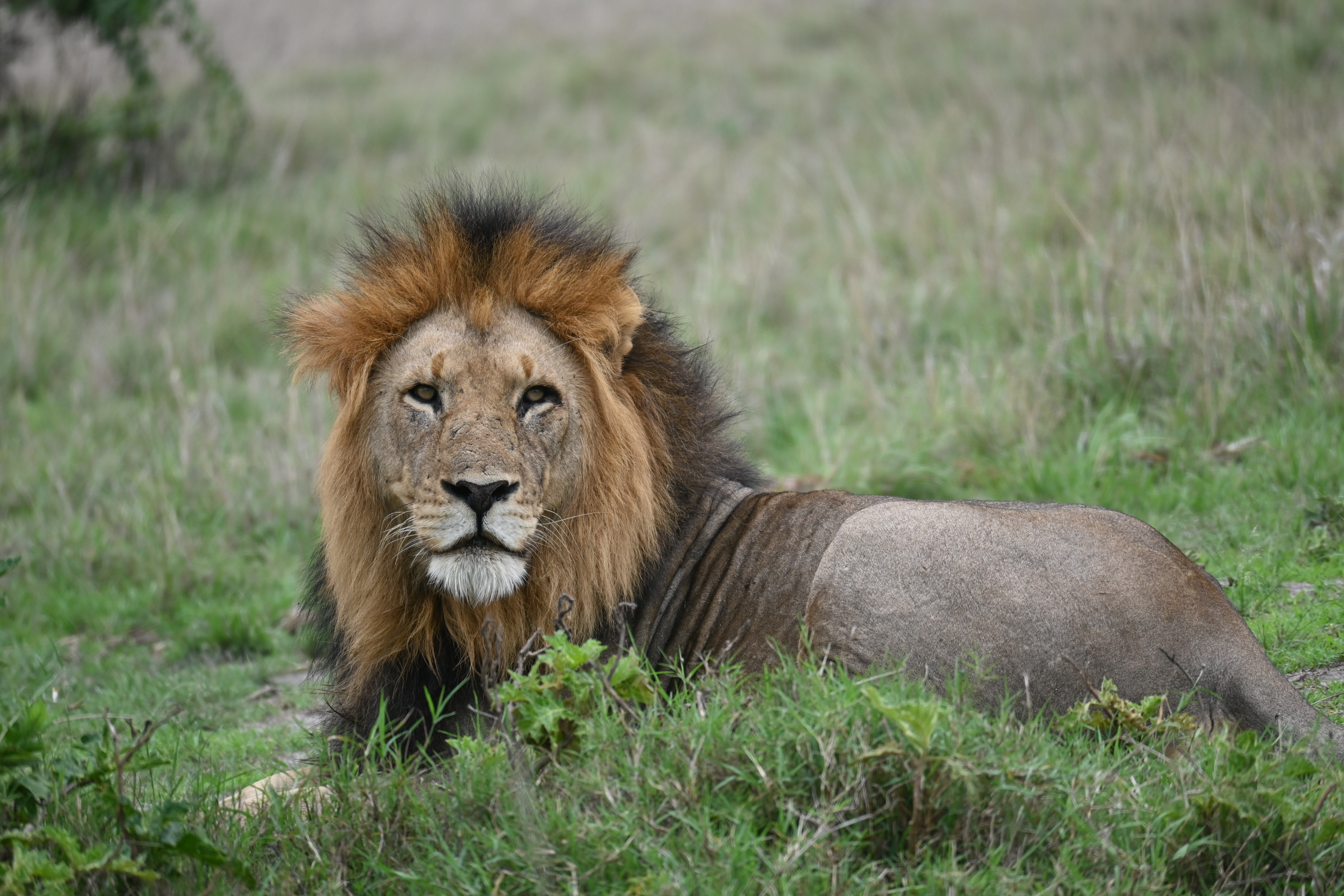 3 days Akagera National Park