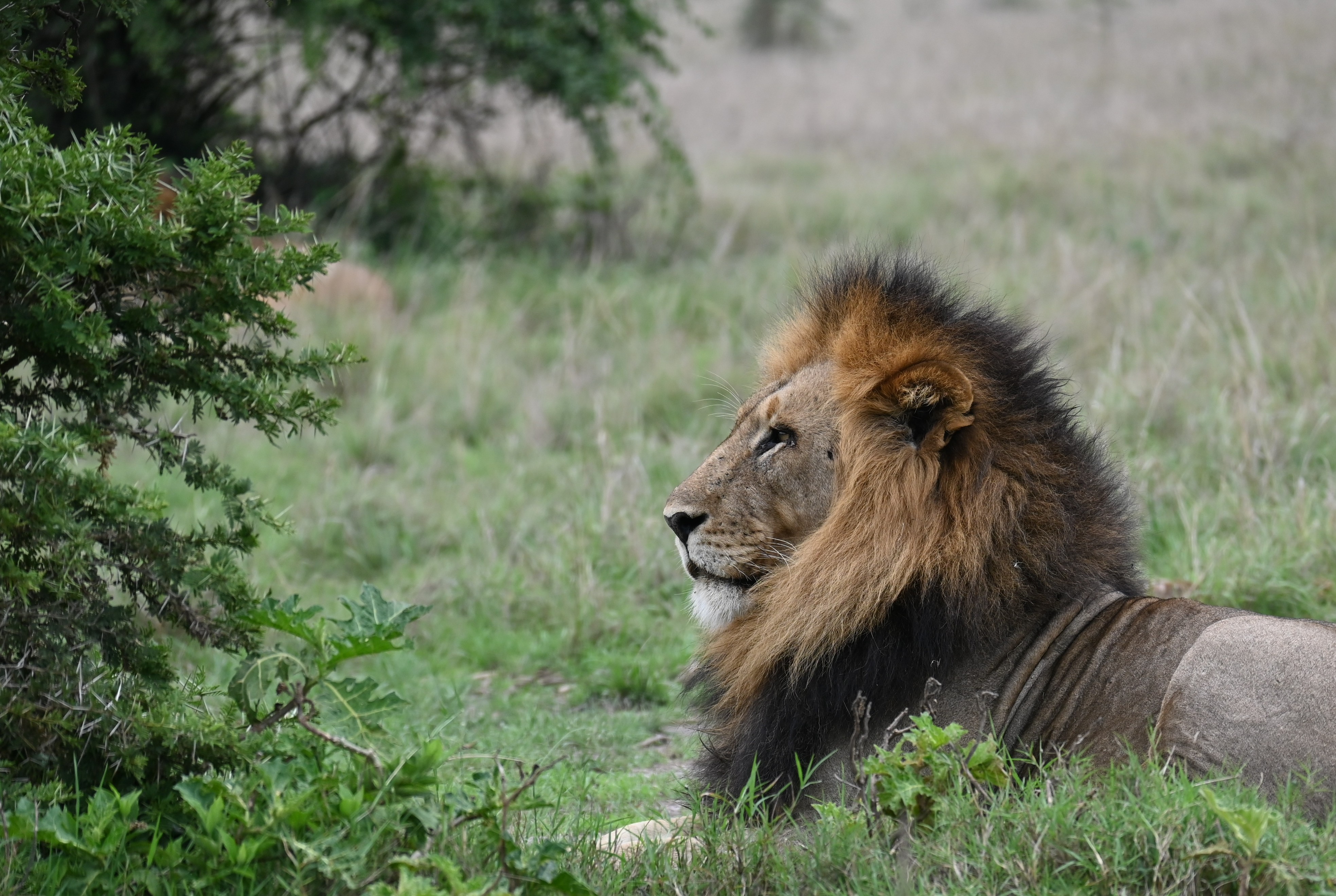 2 Days Akagera National Park