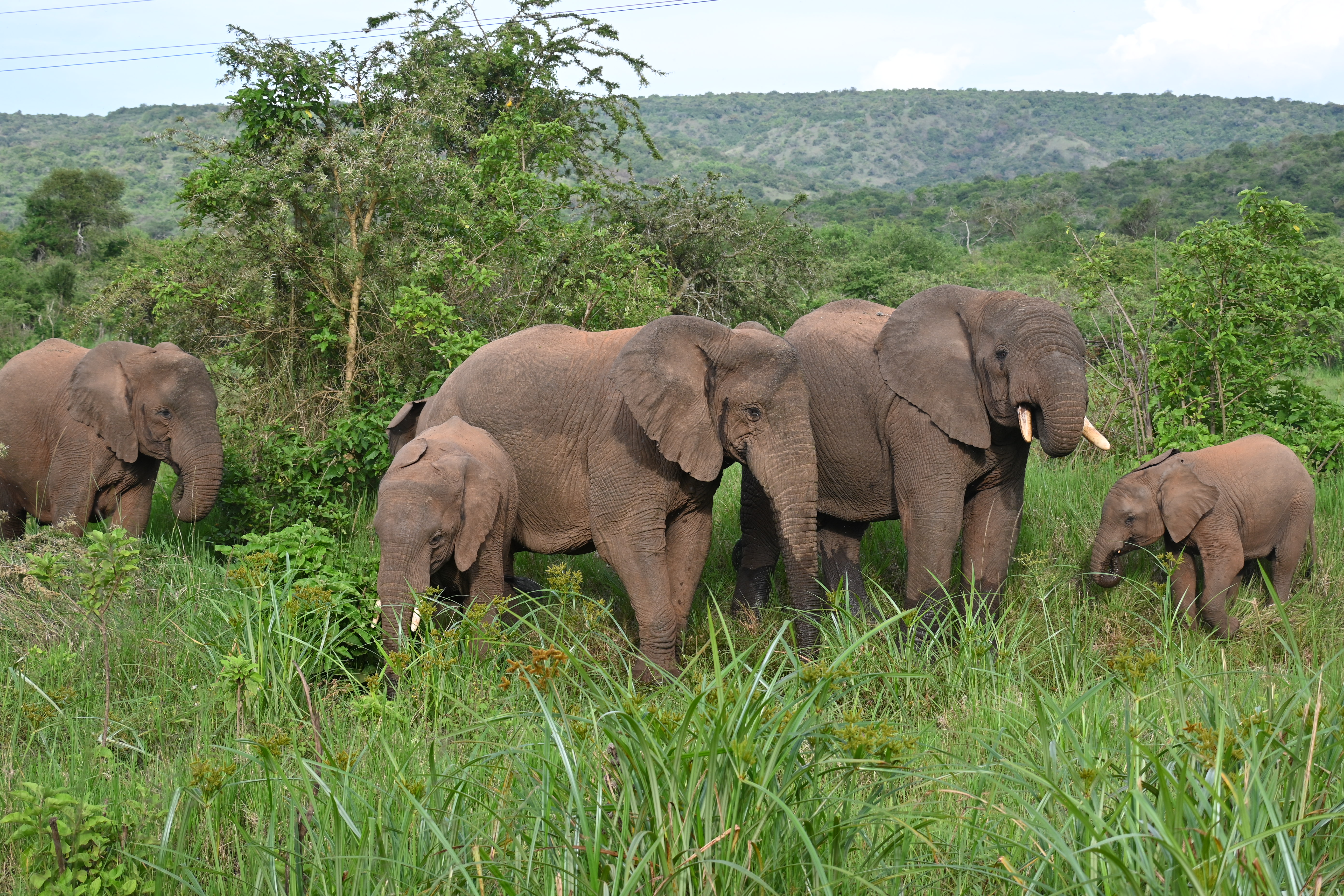 One day akagera tour