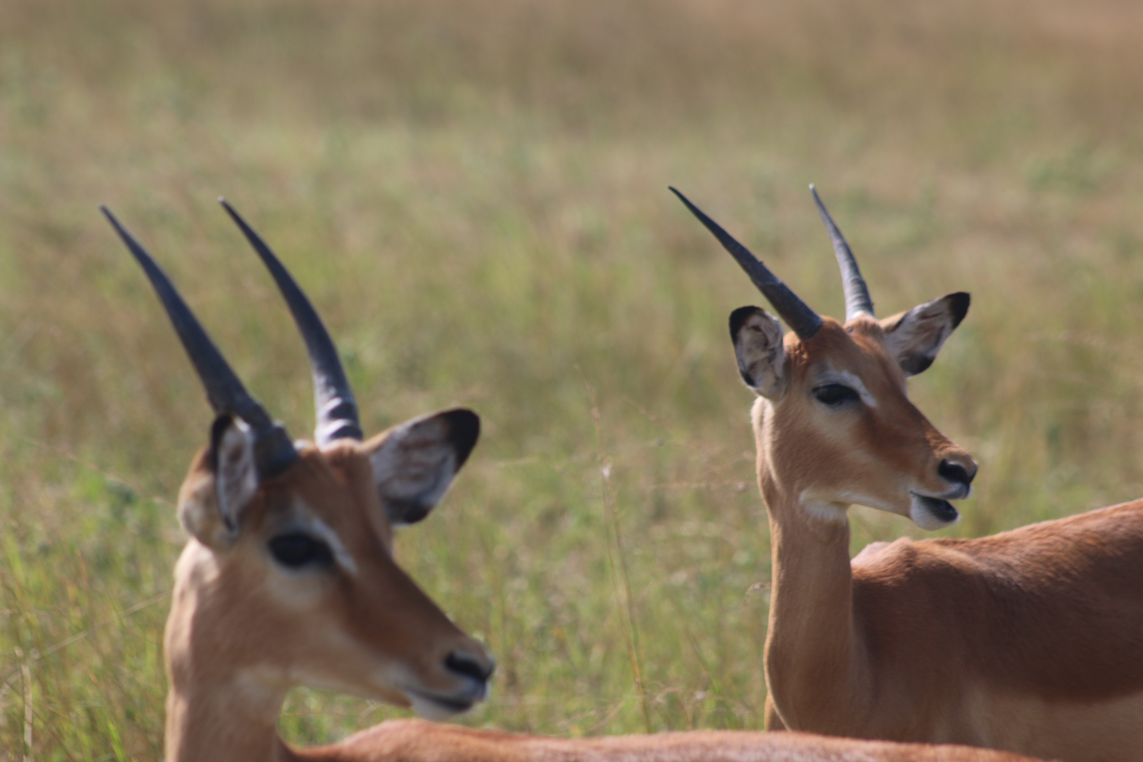 AKAGERA 2 DAYS TRIP with AMOUR