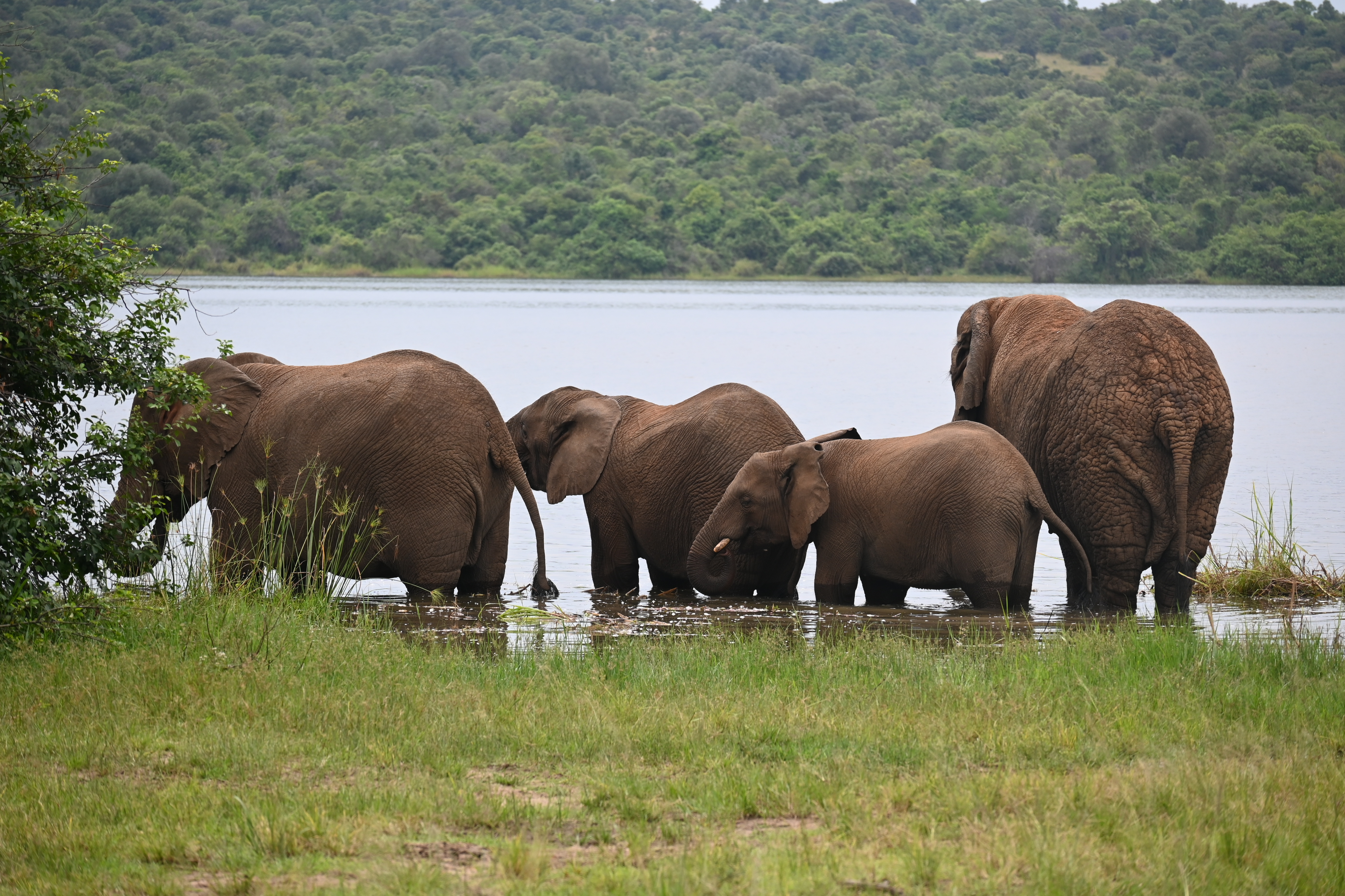 5 Days / 4 Nights Remarkable Rwanda/ Akagera National Park