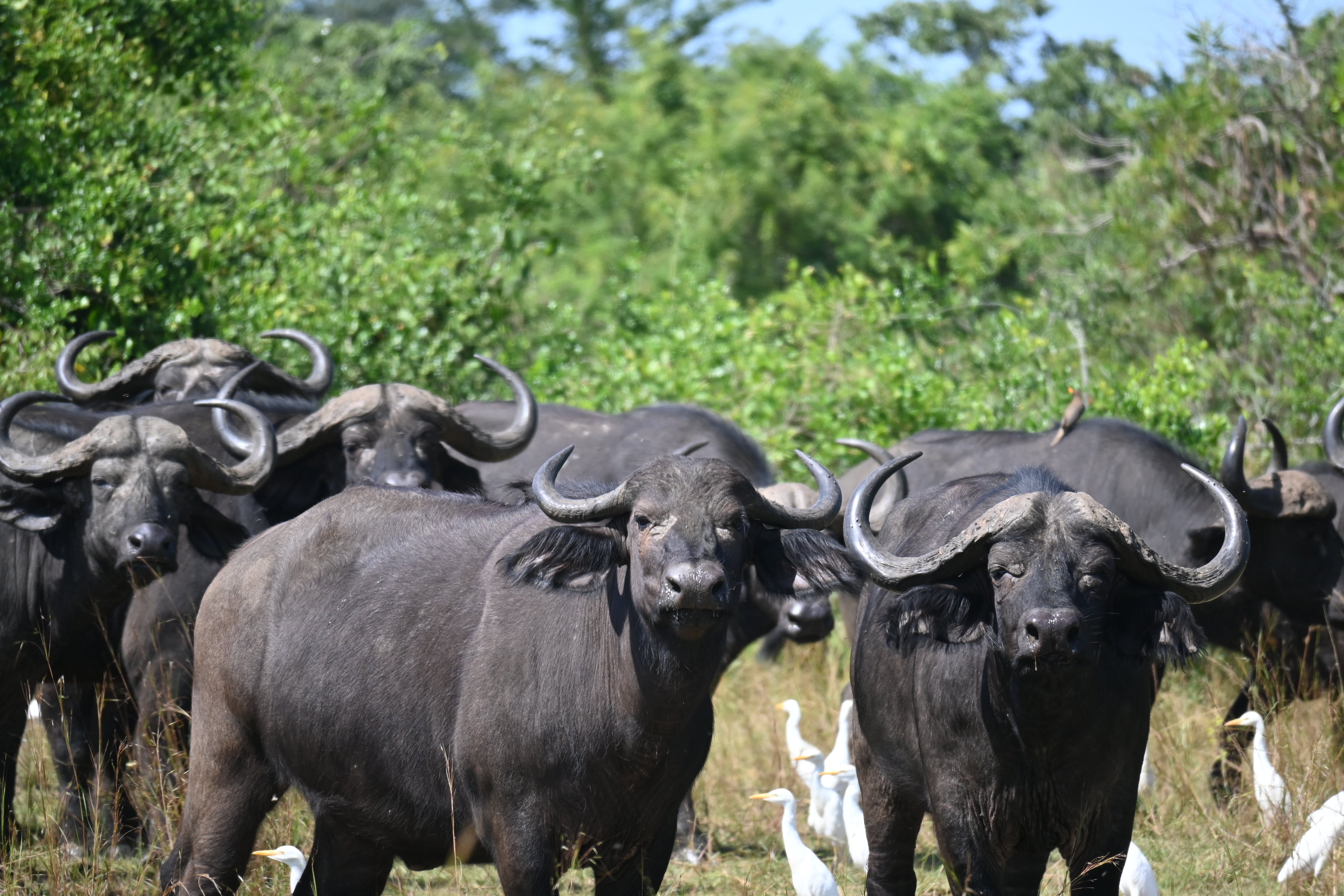 1 Day Tour in Akagera National Park