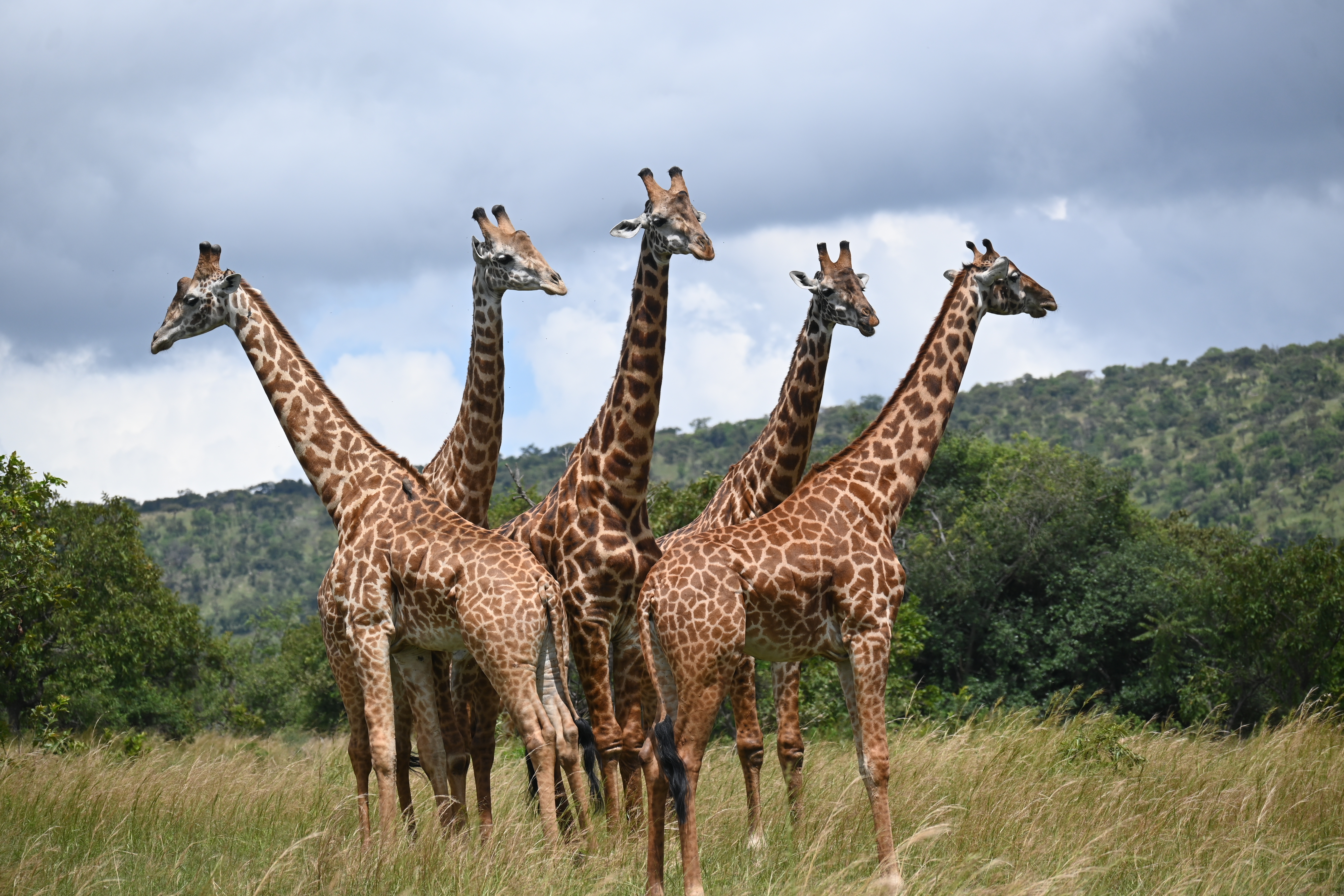 2 Days / 1night in Akagera National Park Safari