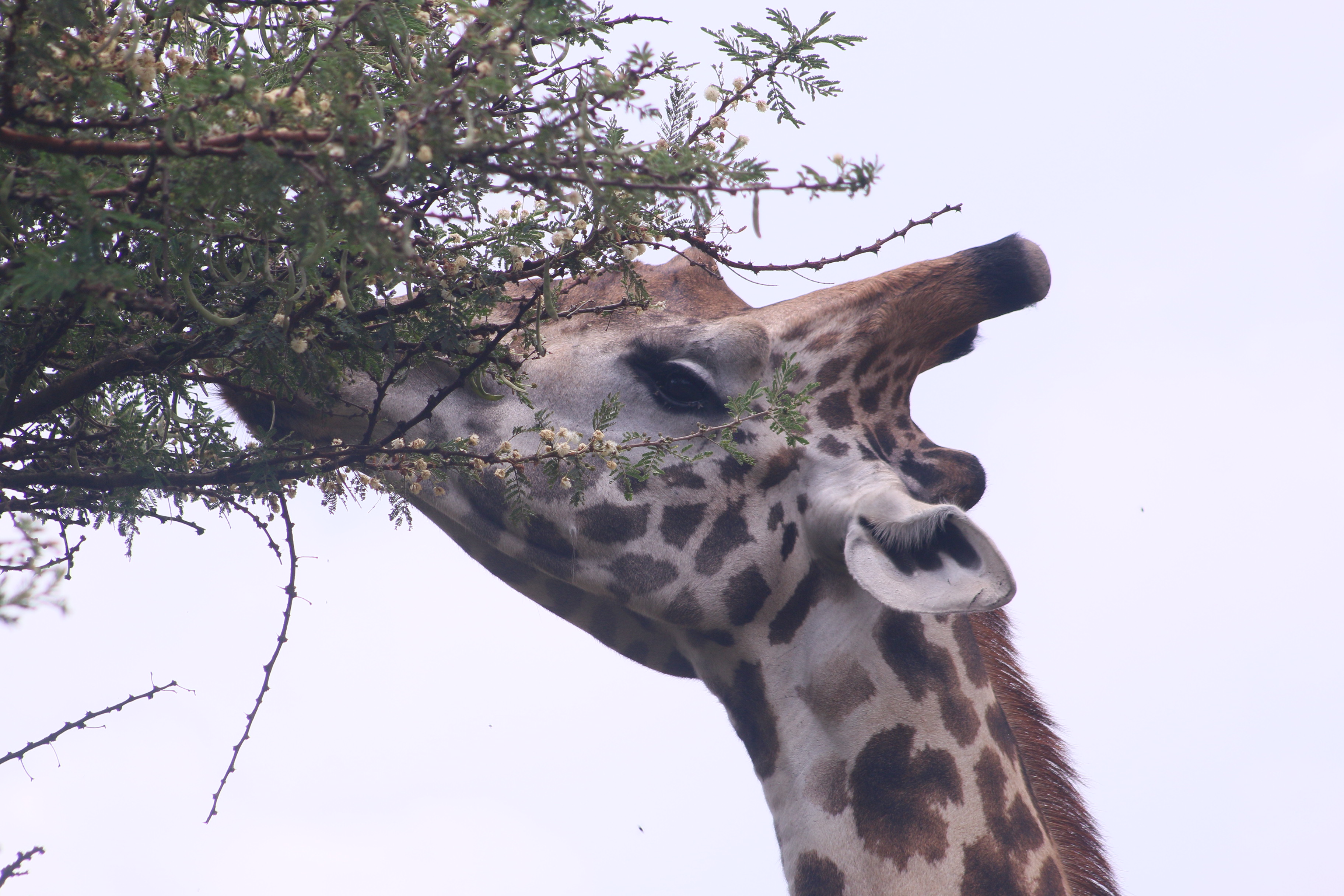 3 days/ 2 nights experieence in Akagera with Amour