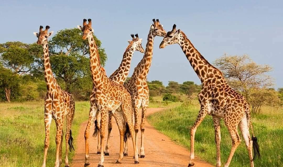 Mikumi National Park Day Trip