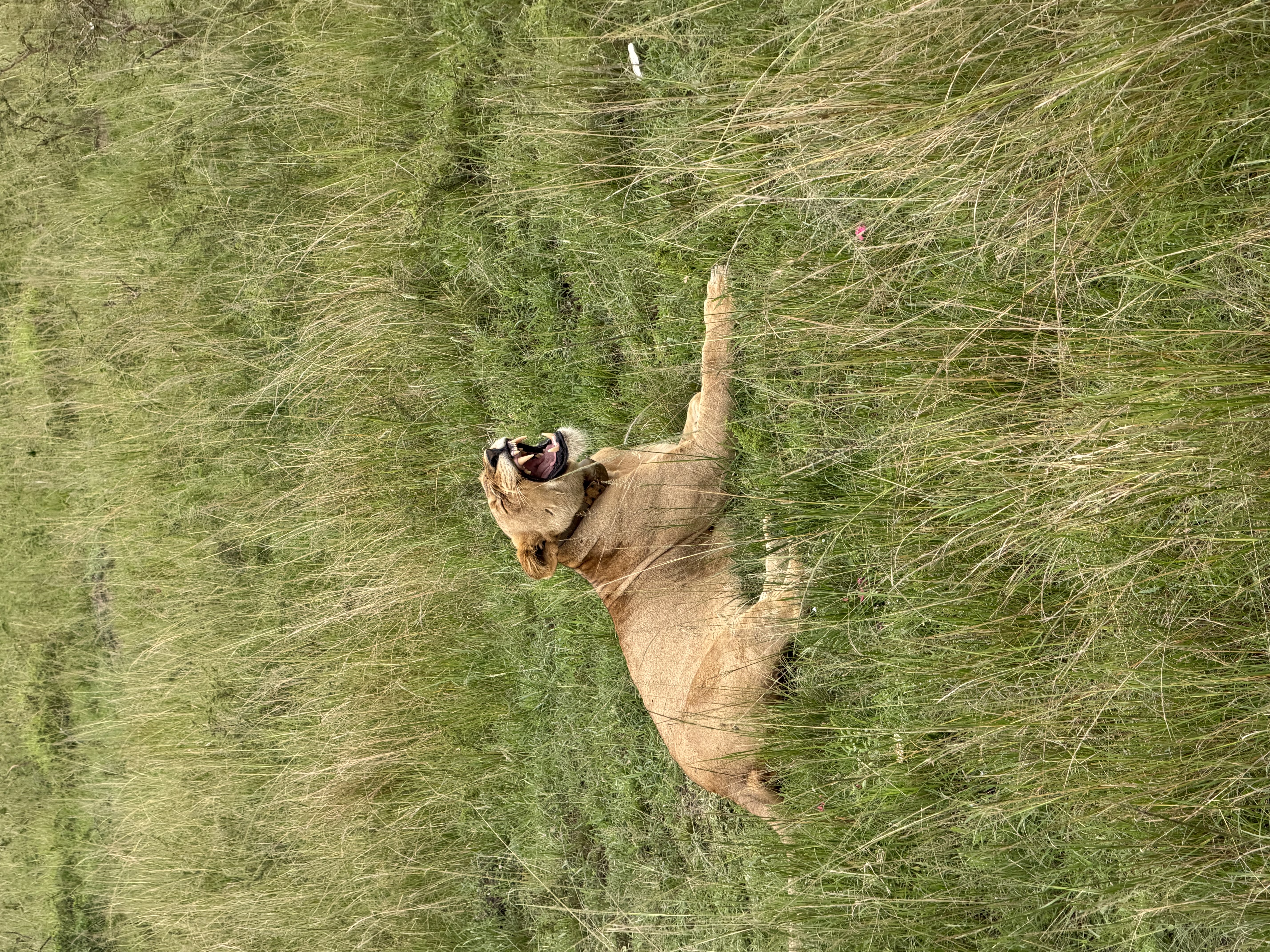 THE RWANDAN TRILOGY;City,volcanic mountains,jungle and Savannah