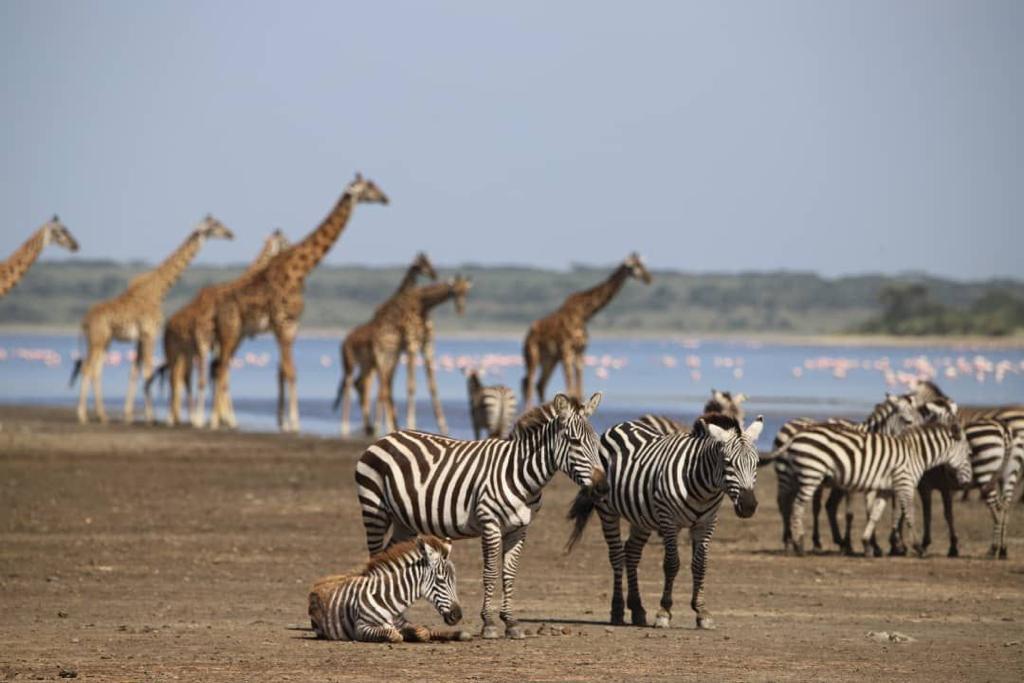 AKAGERA IN A DAY;RWANDA’s SAVANNAH SAFARI