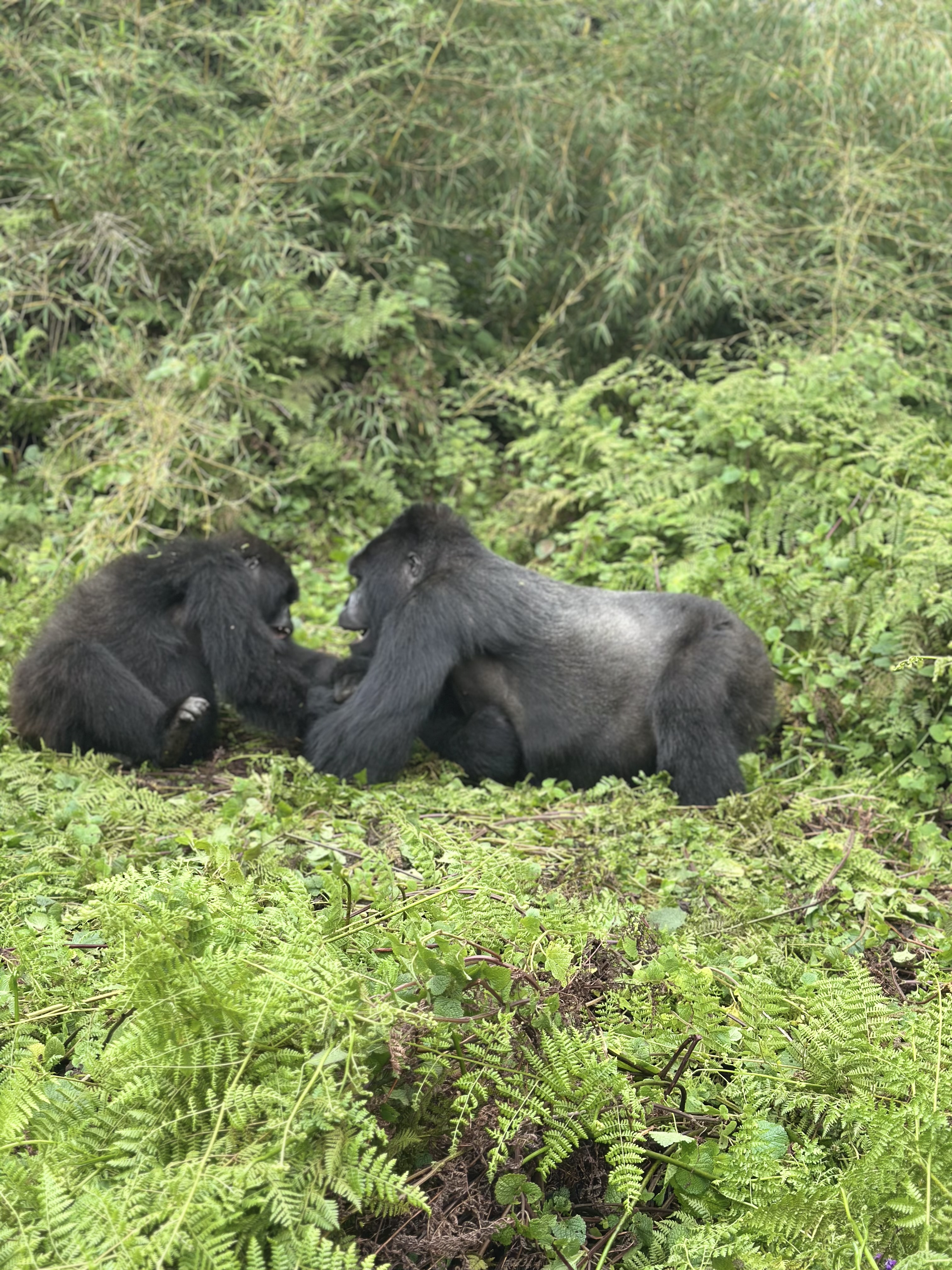 ONE DAY GORILLAS TREKKING TOUR