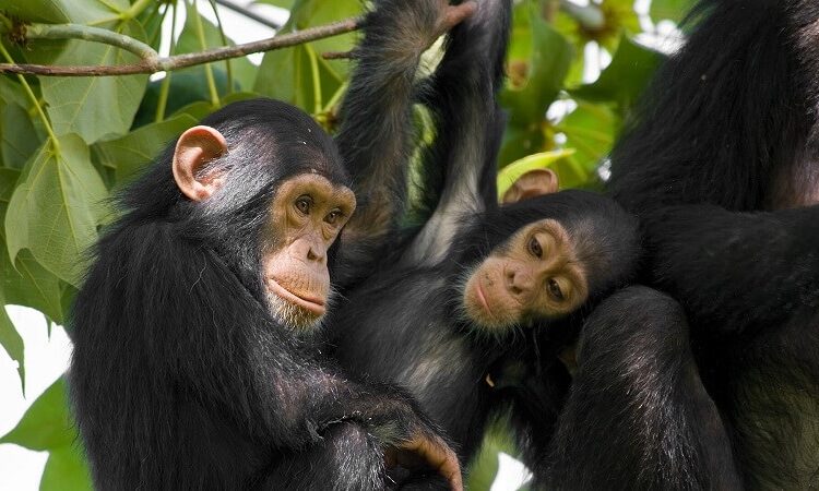 2 DAYS NYUNGWE CHIMPANZEES & RWANDA’S CULTURAL TREASURES