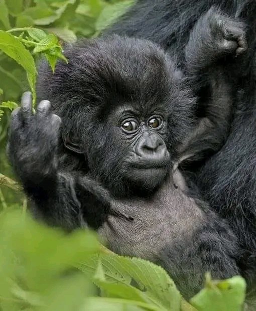 1 DAY GORILLA TREKKING SAFARI IN RWANDA