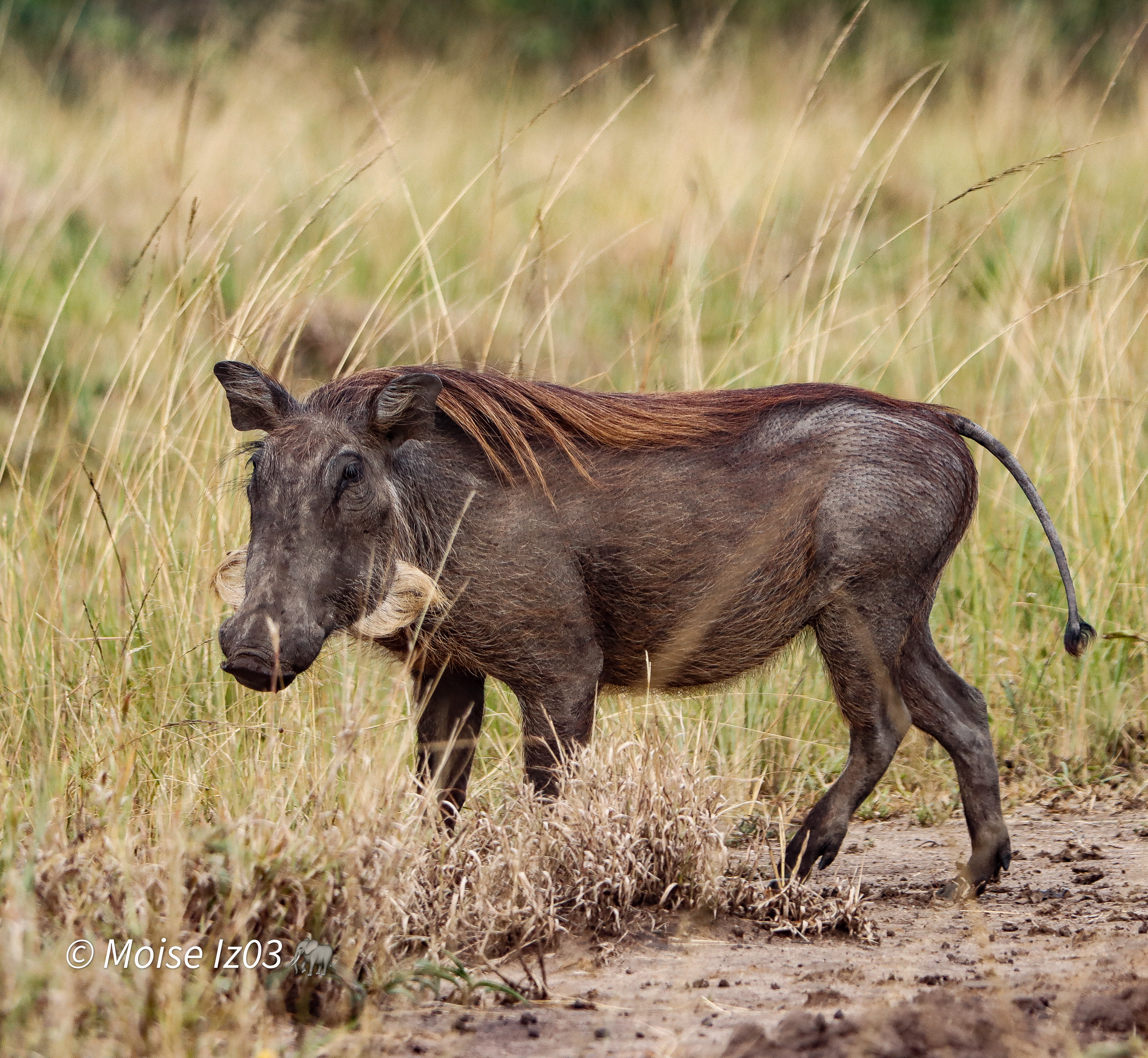 15 Days Uganda Safari Experience