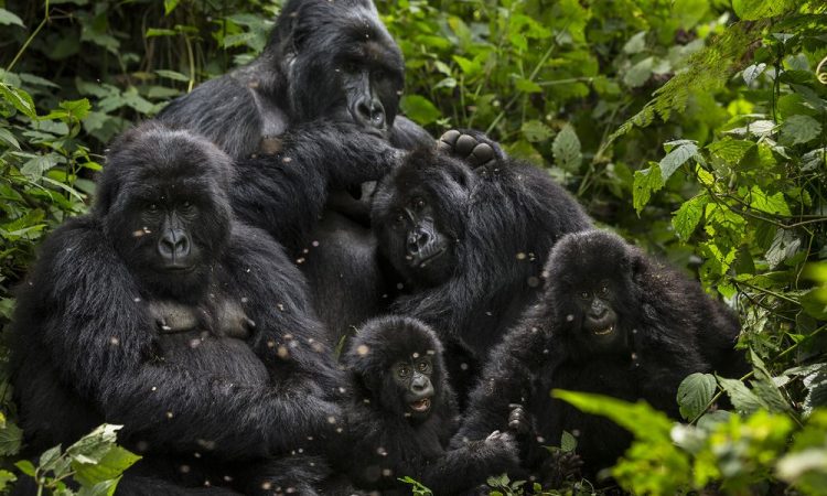 3-Day Uganda Gorilla Trekking Tour