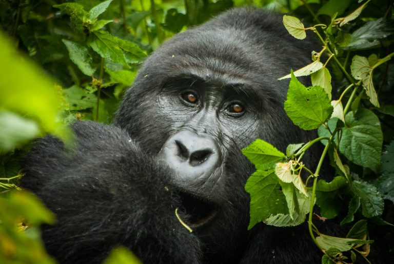 3-Day Uganda Gorilla Trekking Tour