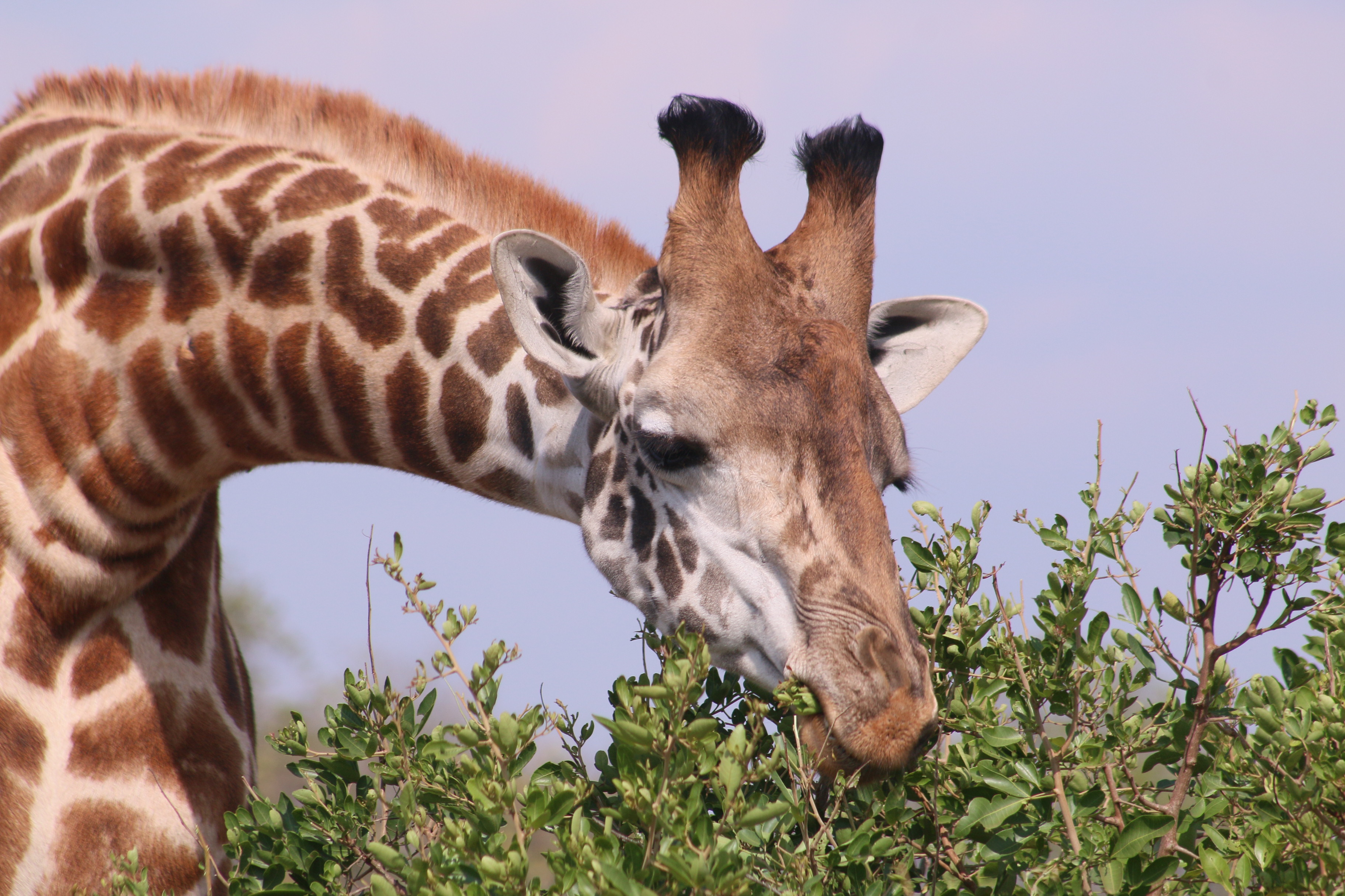 14-Day VISIT Rwanda Clockwise Itinerary With AMOUR SAFARI GUIDE