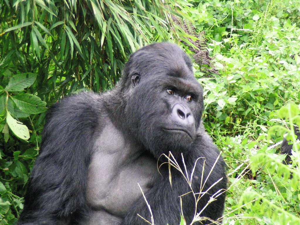 rwanda-mountain-gorilla