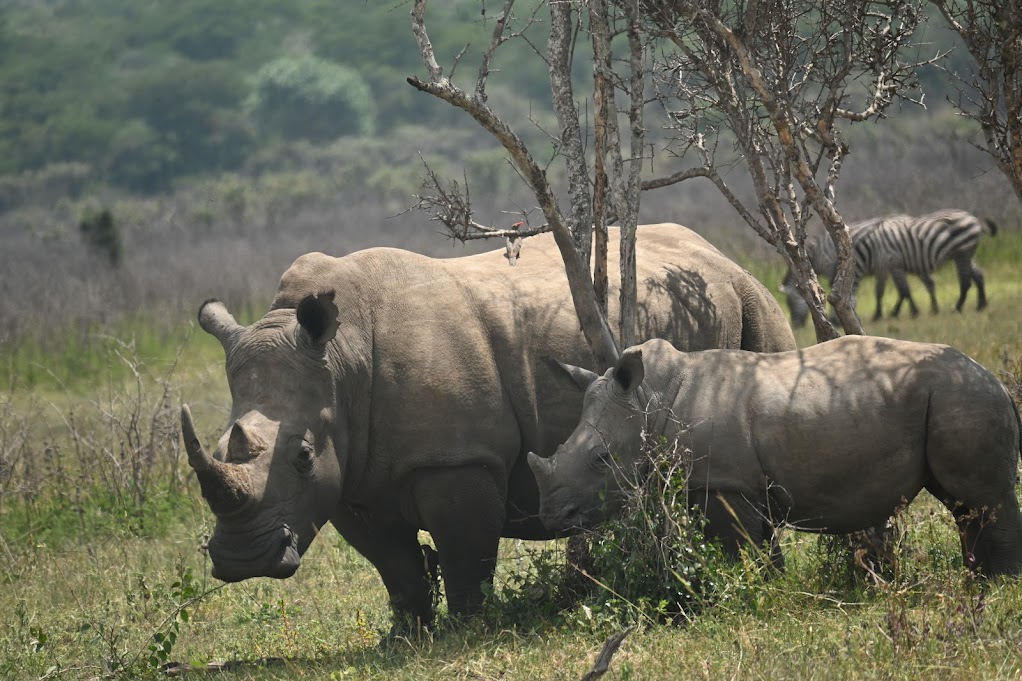White rhinos in Akagera National Park, Rwanda — Big Five safari