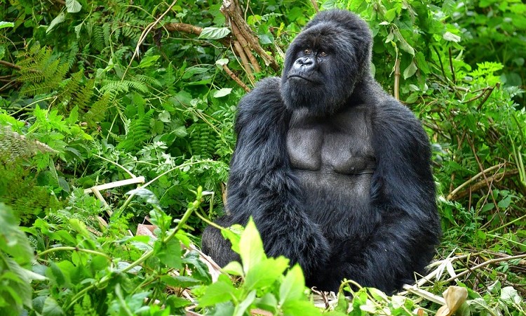 Silverback gorilla in misty bamboo forest — Rwanda safari from the UK
