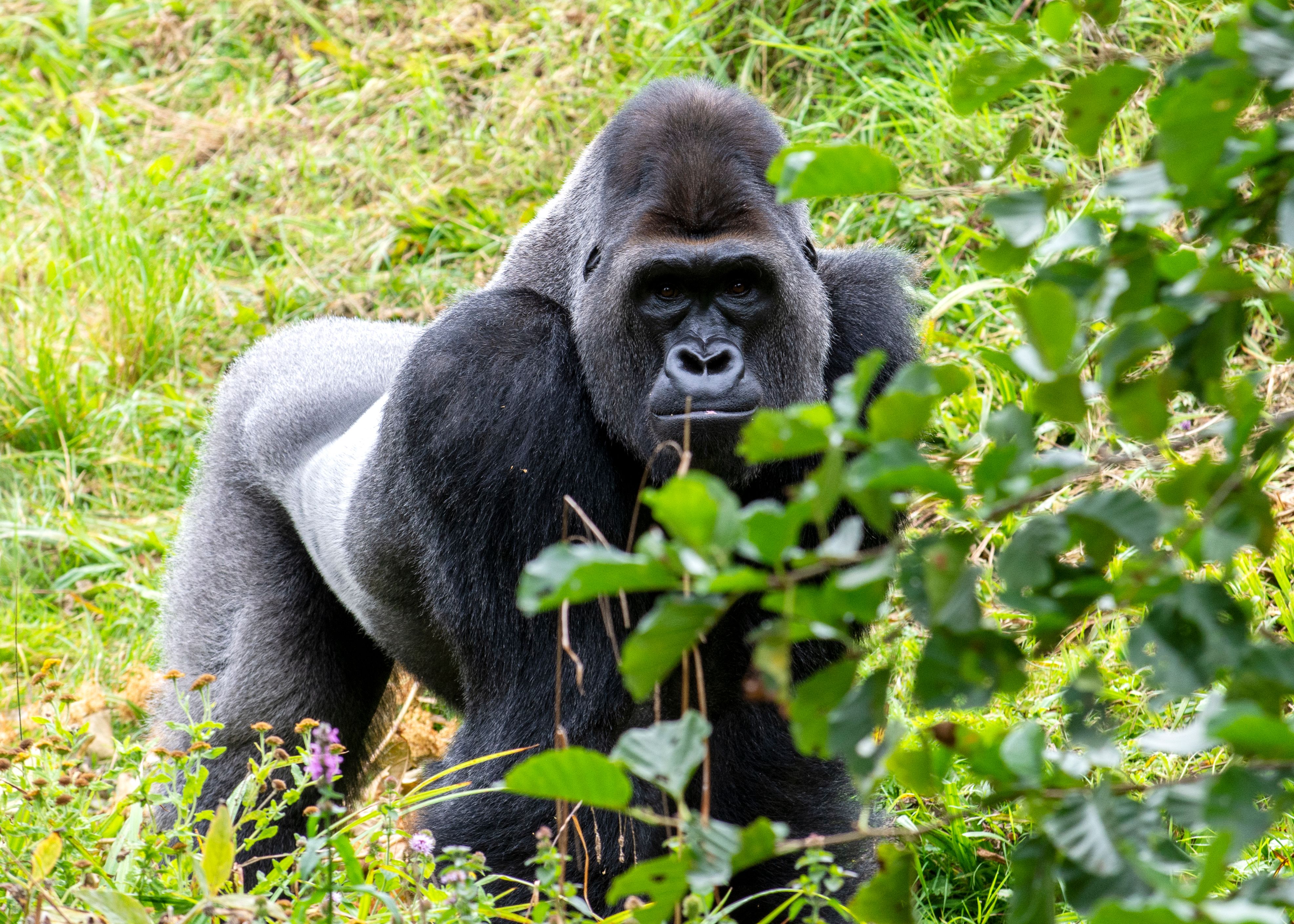 A silverback mountain gorilla resting in the rainforest during a gorilla trekking safari in East Africa