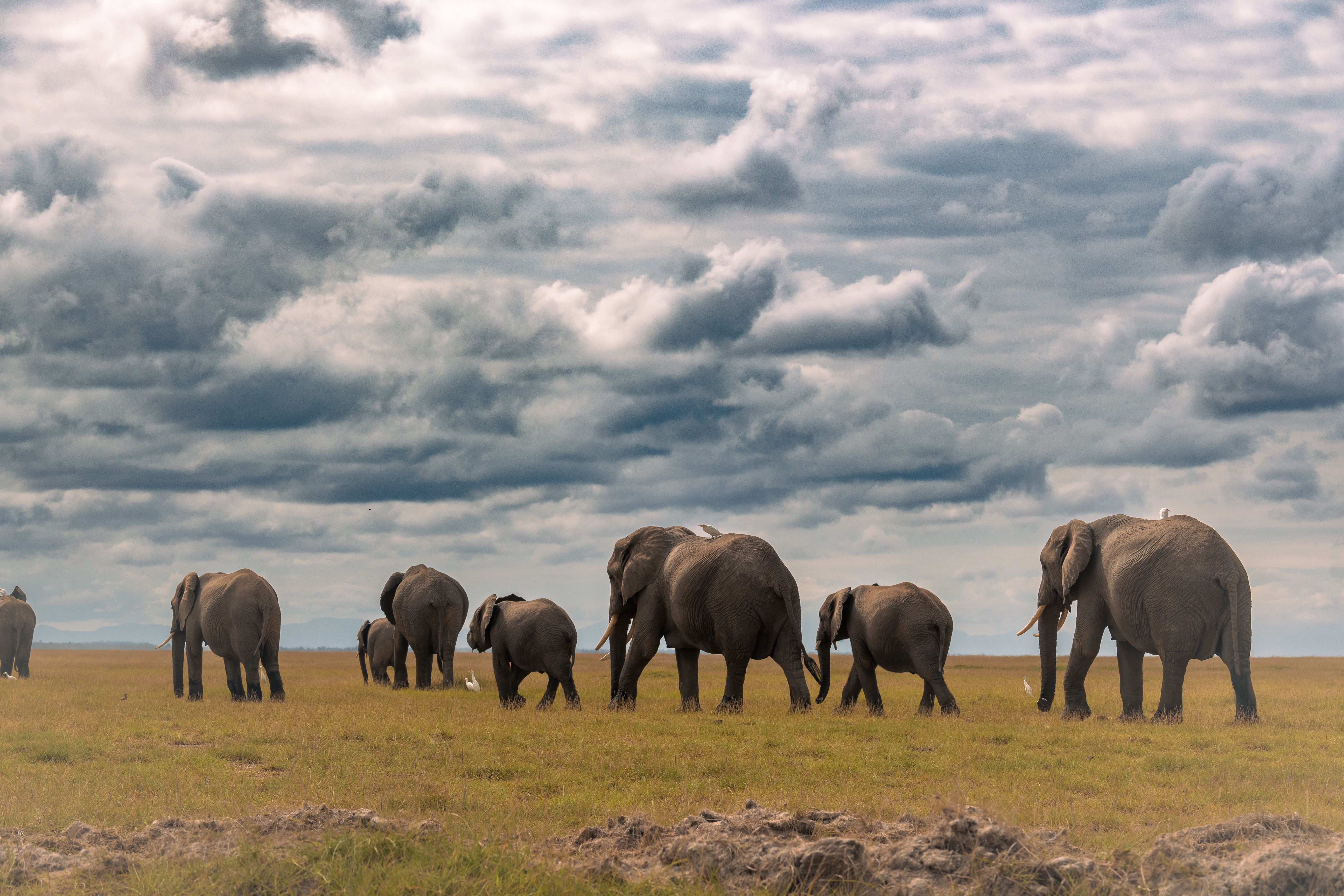 How to Plan an East African Safari from North America: Flights, Visas & Costs Explained