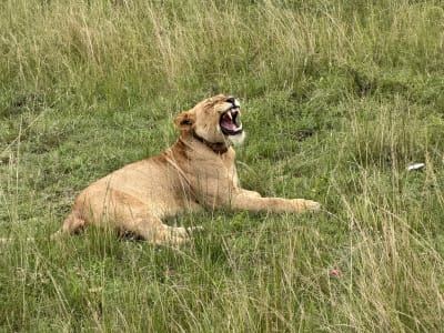 THE RWANDAN TRILOGY;City,volcanic mountains,jungle and Savannah