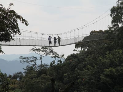 3 DAYS RWANDA JUNGLE & LAKE PARADISE – CHIMPANZEES, CANOPY WALK & ISLAND ESCAPE