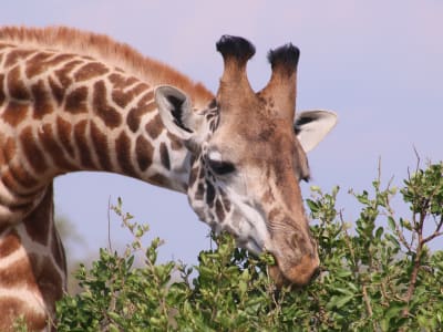 14-Day VISIT Rwanda Clockwise Itinerary With AMOUR SAFARI GUIDE