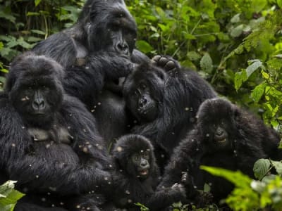 3-Day Uganda Gorilla Trekking Tour