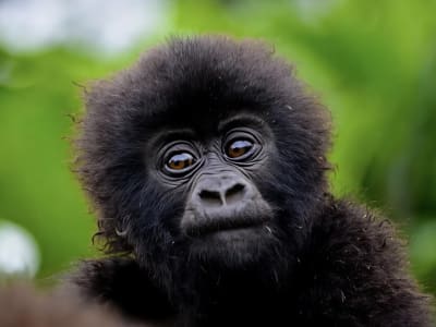 8 Days Luxury Tours experience in Uganda.