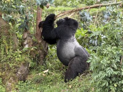 8 DAYS CHARMING SAFARI TO DISCORVER REMARKABLE RWANDA LUXURY PACKAGE