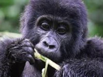 Volcanoes National Park